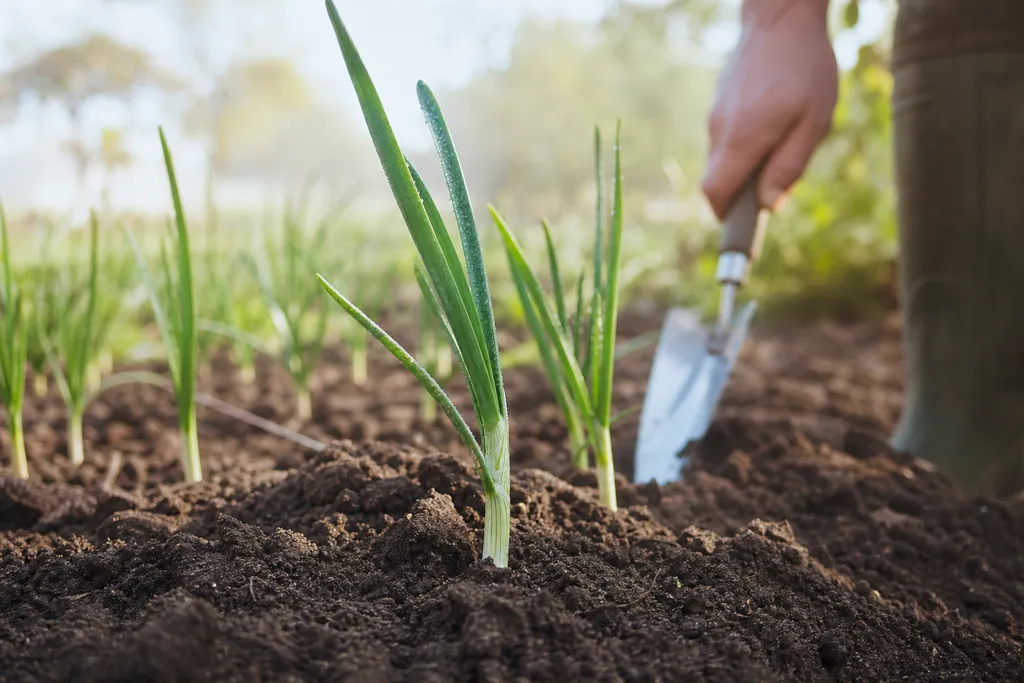 Repiquer le poireau : quand et comment bien le faire au potager